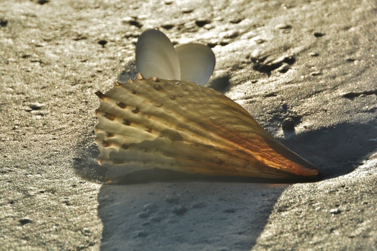 penshell